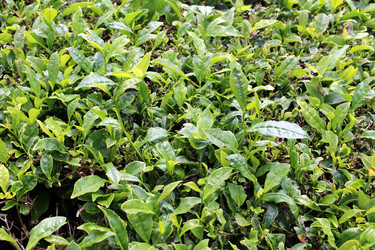 Similar image 13115080