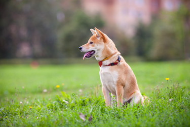 Similar image 13116224