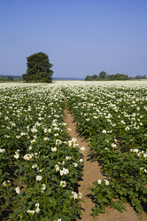 Similar image 13117193