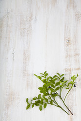 Similar image 13117236