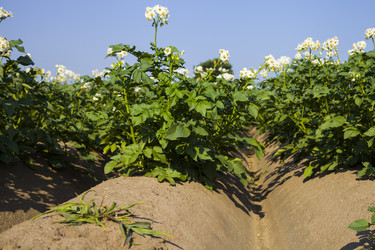 Similar image 13117287