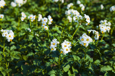 Similar image 13120793