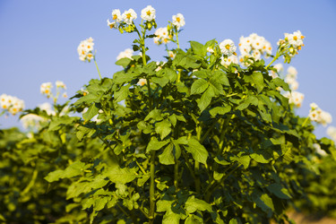 Similar image 13120827