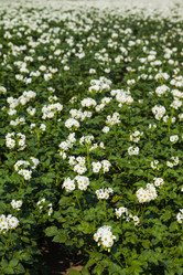 Similar image 13120828