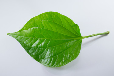 Similar image 13145200