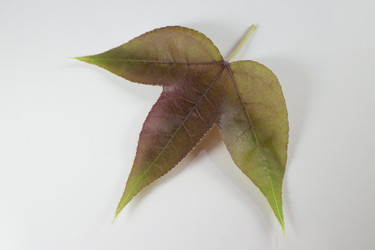 Similar image 13145219