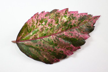 Similar image 13145239