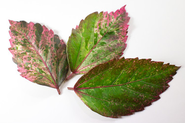 Similar image 13145240