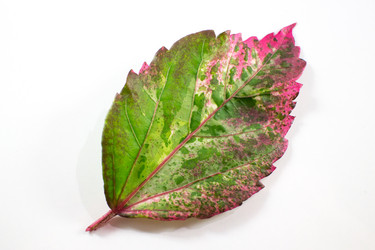 Similar image 13145241