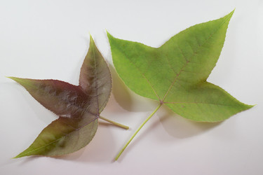 Similar image 13145279