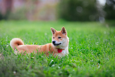 Similar image 13118060