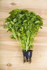 Similar image 13120862