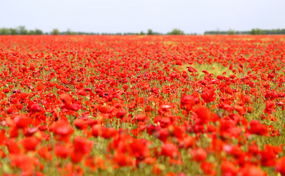 Similar image 13125592