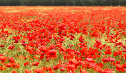 Similar image 13125593