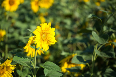 Similar image 13125017