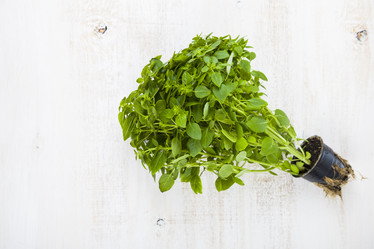 Similar image 13125010