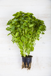 Similar image 13125012