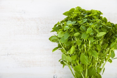 Similar image 13125024