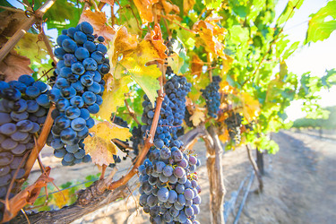 Similar image 13125383