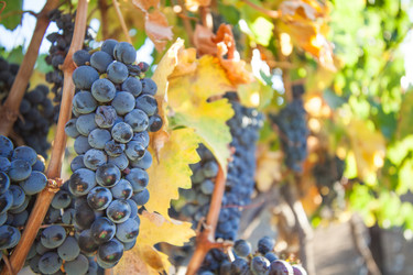 Similar image 13125421