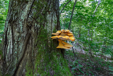 Similar image 13125091