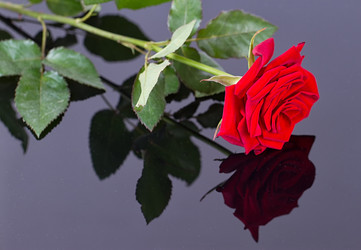 Similar image 13126930