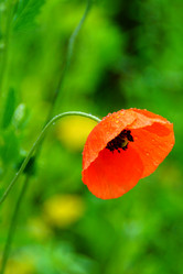 Similar image 13132764