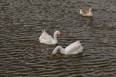 Similar image 13146804