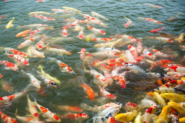 Similar image 13147734