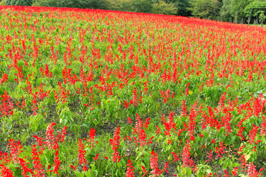 Similar image 13148923