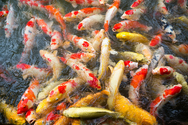 Similar image 13146657