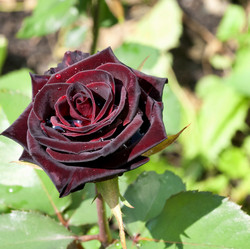 Similar image 13144321