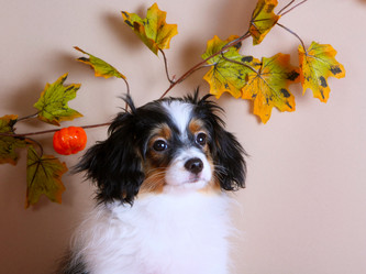 Similar image 13147062