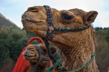 Similar image 13154075