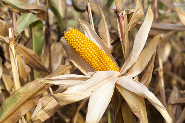 Similar image 13170262