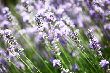 Similar image 13170590