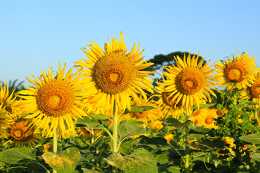 Similar image 13163205