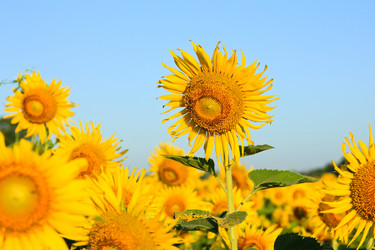 Similar image 13163207