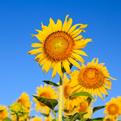 Similar image 13163222