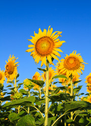 Similar image 13163229