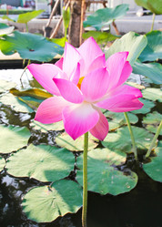 Similar image 13154341