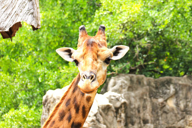 Similar image 13154394