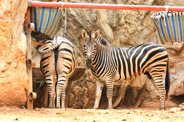 Similar image 13154395