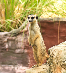 Similar image 13154397