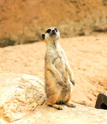 Similar image 13154411