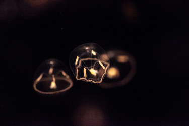 Similar image 13170281