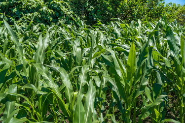 Similar image 13149357