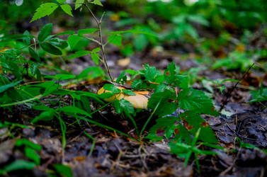 Similar image 13180501