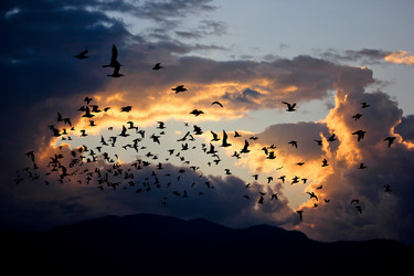 Similar image 13155989