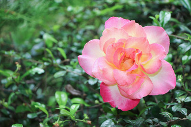 Similar image 13165489